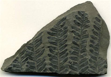 carbonized fossils are made of.